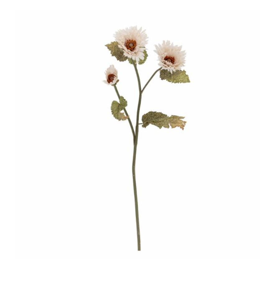 Chrysantemum Stem White