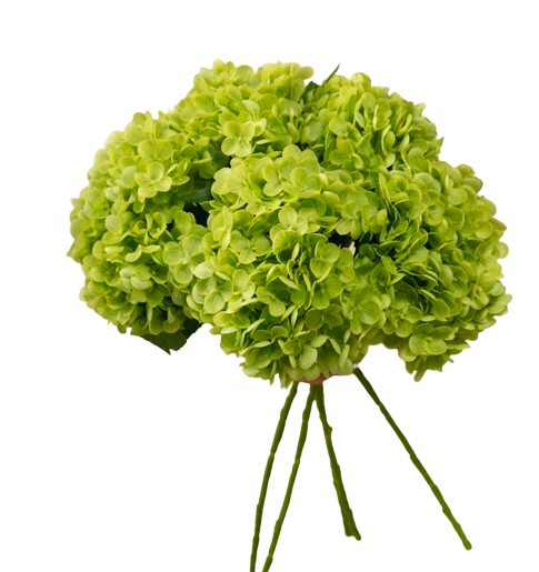 Hydrangea - Green