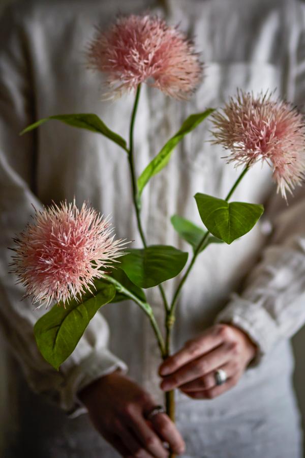 Chrysantemum Stem Pink