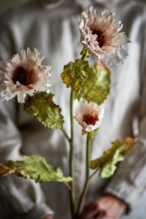 Chrysantemum Stem White